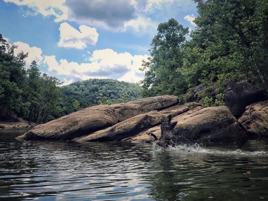 Geese fishing on Lake Cumberland