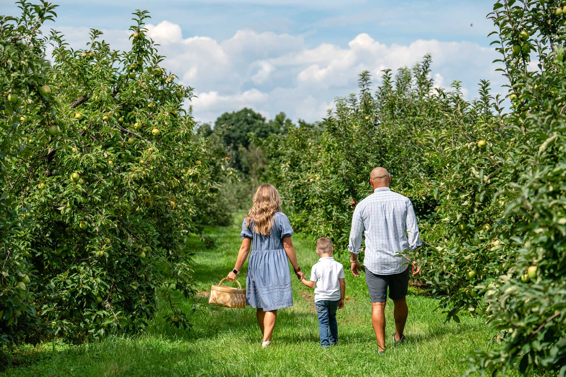 Family walking down rows of apple trees with a basket